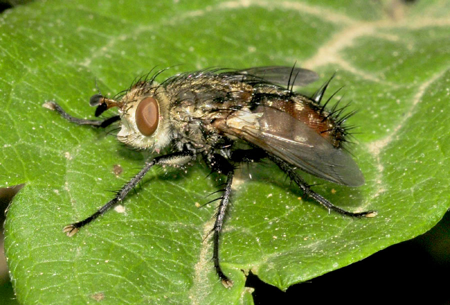 Peleteria cf. iavana (Tachinidae)